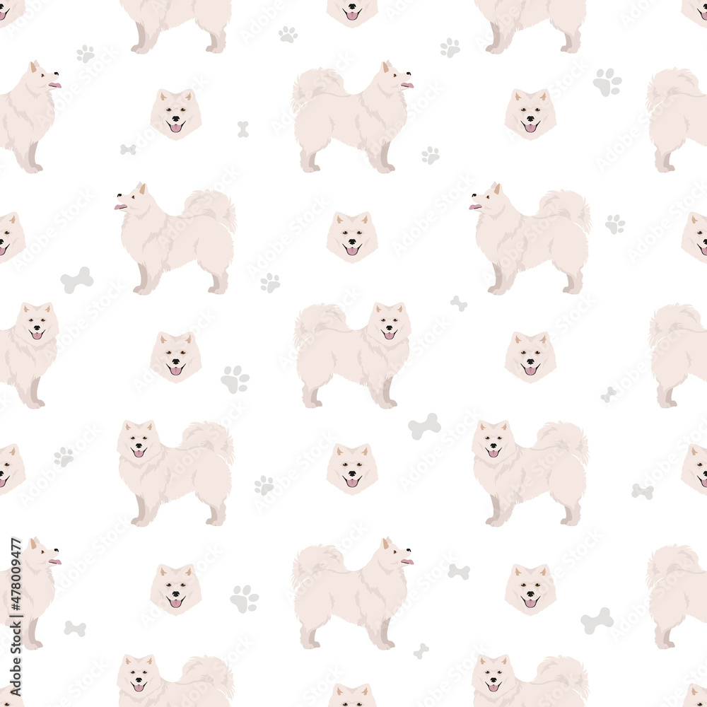 Fototapeta premium Japanese spitz seamless pattern. Different poses, coat colors set
