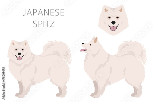 Japanese spitz clipart. Different poses, coat colors set