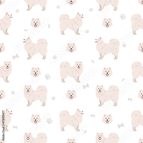 Japanese spitz seamless pattern. Different poses, coat colors set