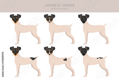 Japanese terrier clipart. Different poses, coat colors set