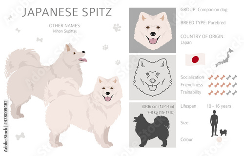 Japanese spitz clipart. Different poses, coat colors set