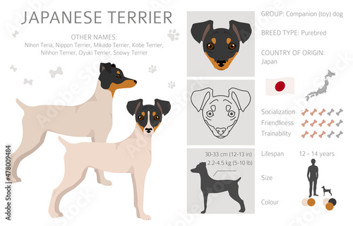 Japanese terrier clipart. Different poses, coat colors set