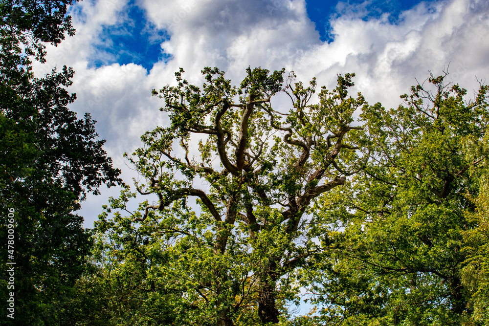 Fototapeta premium tree and sky
