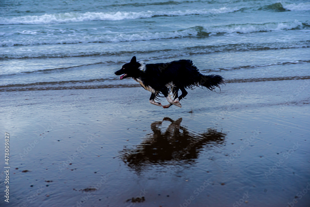 Happy black and white Border Collie running  at the beach, Katwijk, Netherlands