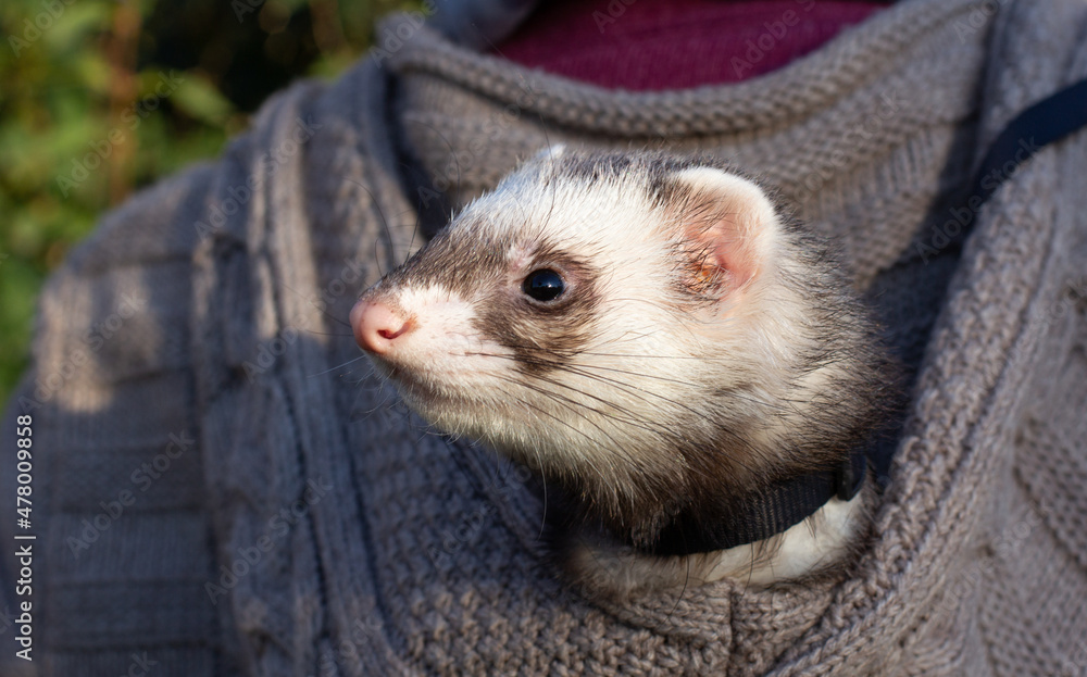 Ferret in the Green Grass sunset evening Ferret in the Green Grass sunset evening
