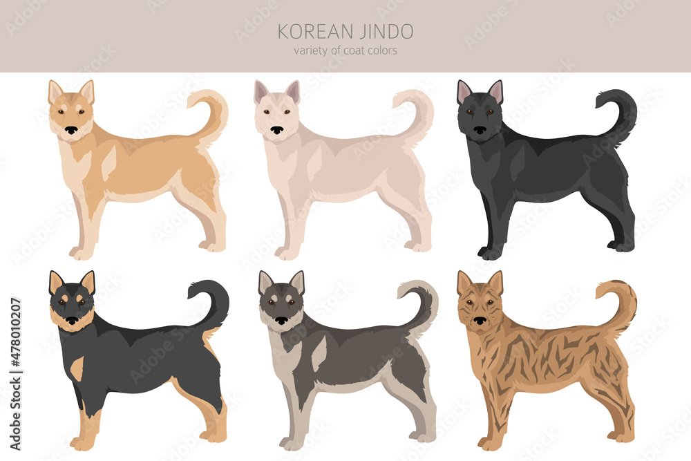 Korean Jindo clipart. Different poses, coat colors set