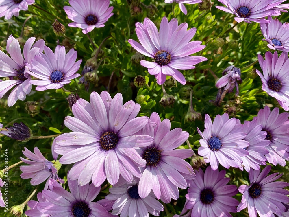 Large purple daisies growing in a garden