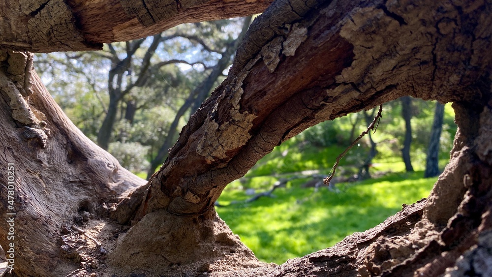 Detail of fallen tree trunk with soft focus grass and trees visible in background, through holes Detail of fallen tree trunk with soft focus grass and trees visible in background, through holes