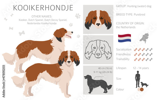 Kooikerhondje clipart. Different poses, coat colors set