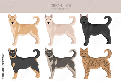 Korean Jindo clipart. Different poses, coat colors set