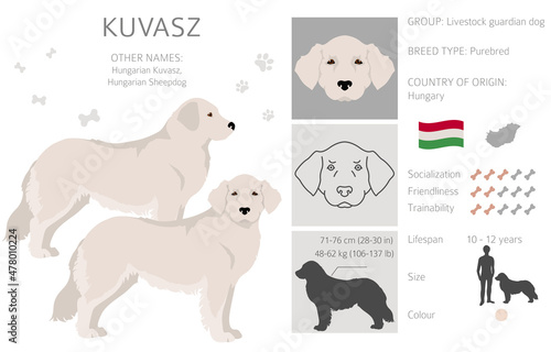 Kuvasz clipart. Different poses, coat colors set