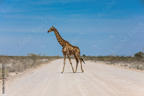 Lone giraffe crossing a dusty dirt road in Namibia