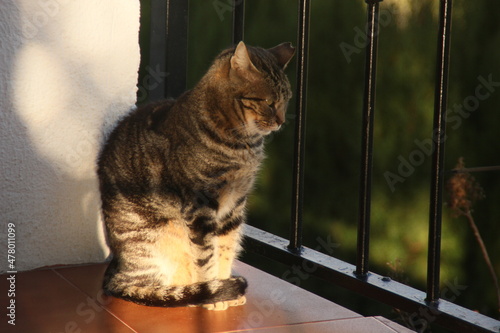 Gato mirando el horizonte en un retaurante del Castillo de Guadalest photo