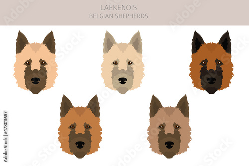 Belgian Laekenois clipart. Different poses, coat colors set