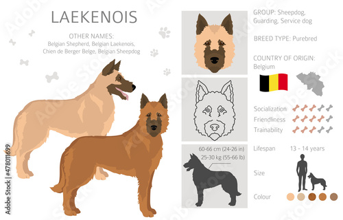 Belgian Laekenois clipart. Different poses, coat colors set