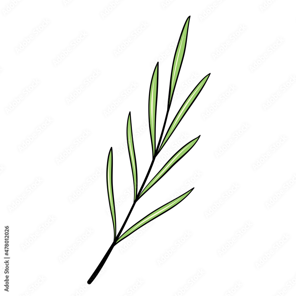 Fototapeta premium green plant branch with leaves for design