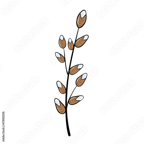 green  willow plant branch with leaves for design