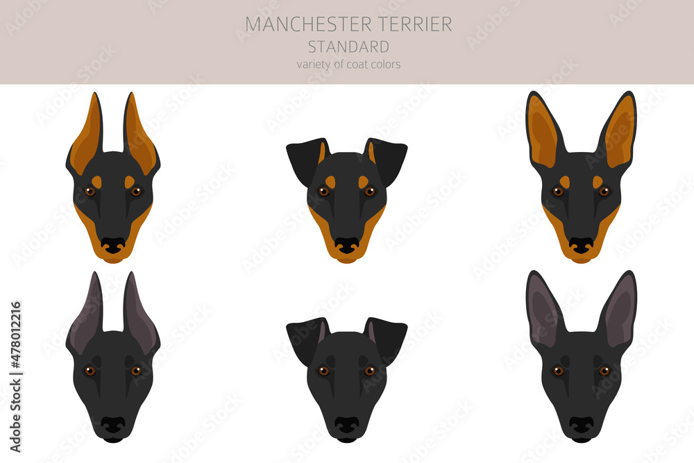 Manchester terrier standard clipart. Different poses, coat colors set.
