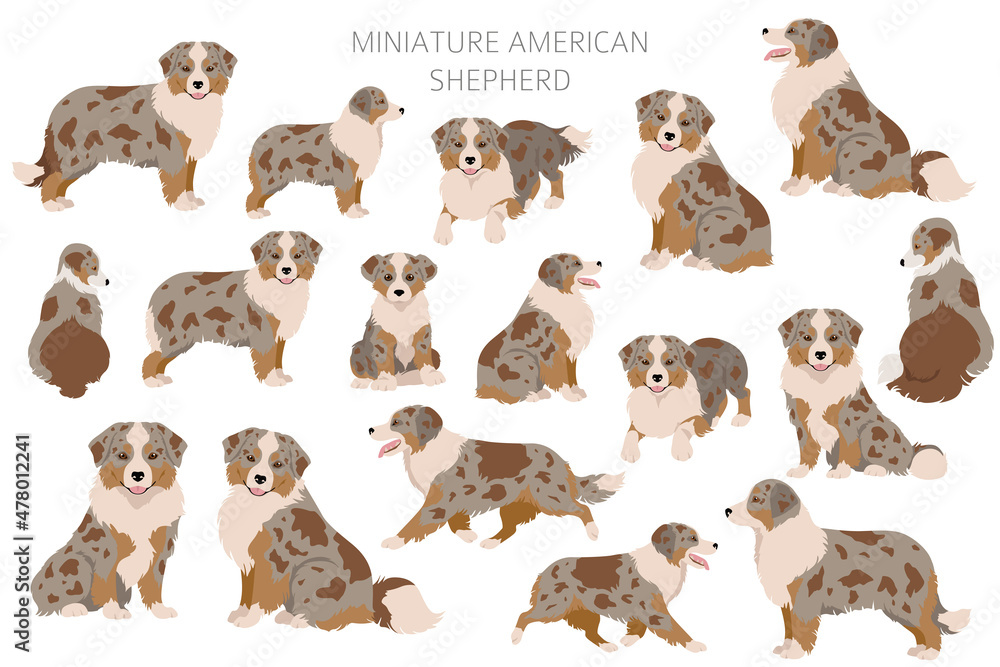 Fototapeta premium Miniature american shepherd clipart. Different poses, coat colors set