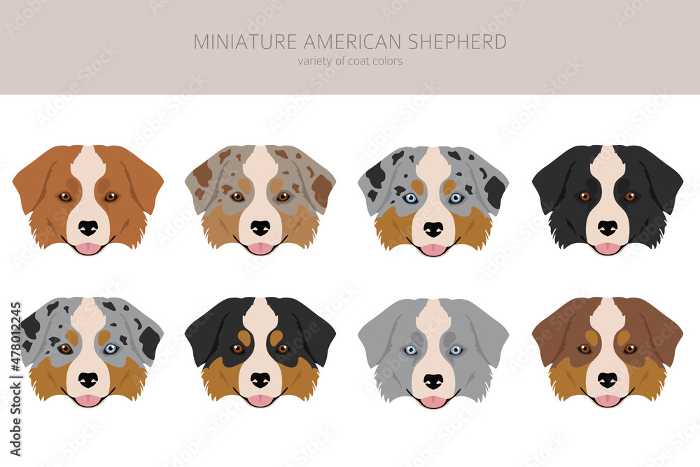 Miniature american shepherd clipart. Different poses, coat colors set