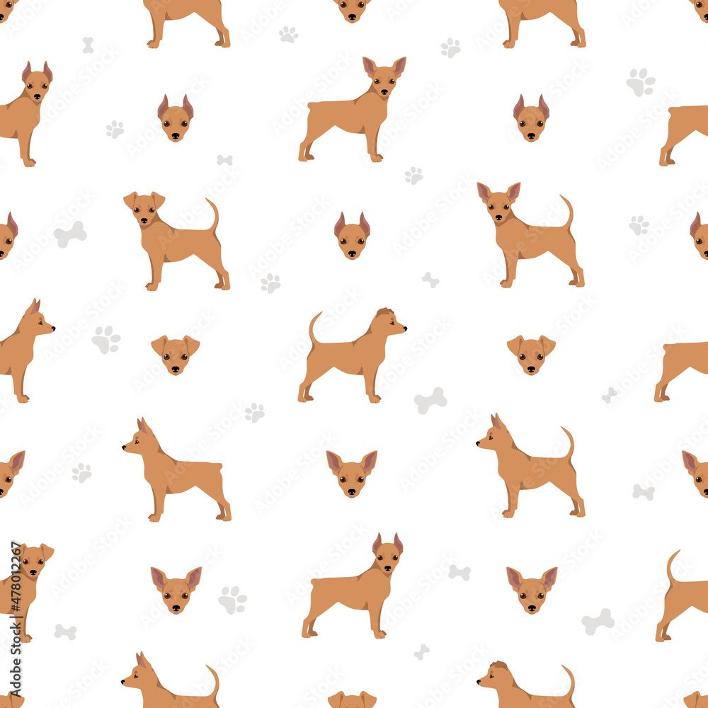 Miniature pinscher teacup seamless pattern. Different poses, coat colors set