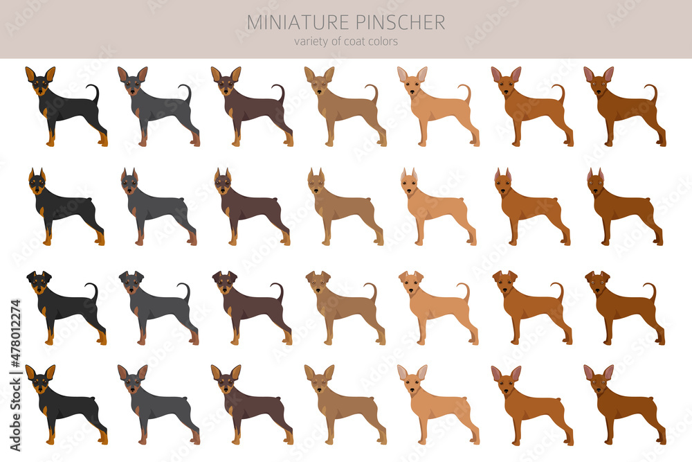Miniature pinscher clipart. Different poses, coat colors set