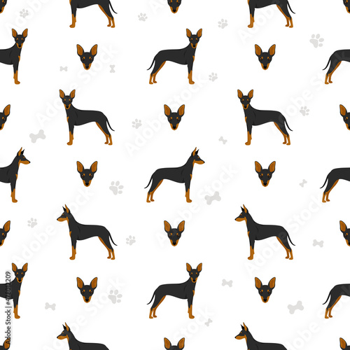Manchester toy terrier seamless pattern. Different poses, coat colors set