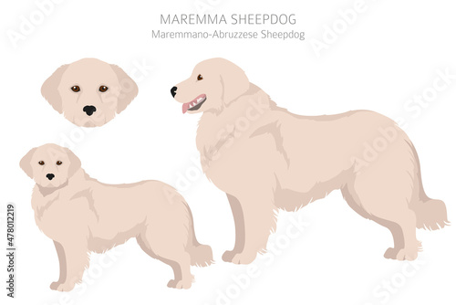 Maremma sheepdog clipart. Different poses, coat colors set