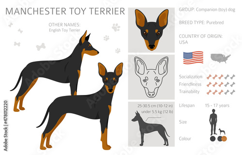 Manchester toy terrier clipart. Different poses, coat colors set