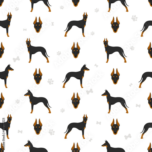 Manchester terrier standard seamless pattern. Different poses, coat colors set.
