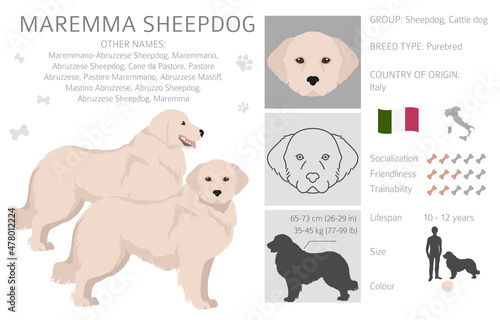 Maremma sheepdog clipart. Different poses, coat colors set