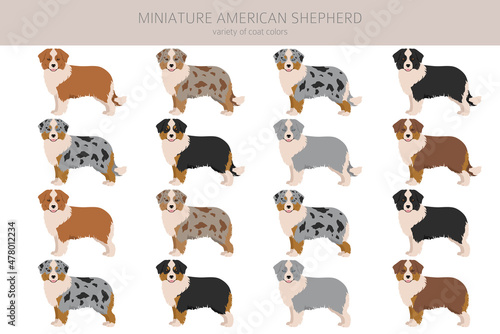 Miniature american shepherd clipart. Different poses, coat colors set