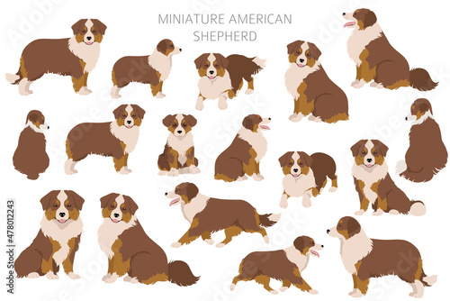 Miniature american shepherd clipart. Different poses, coat colors set