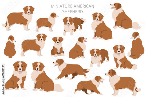 Miniature american shepherd clipart. Different poses, coat colors set