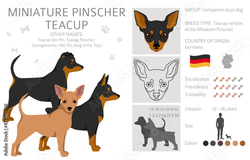 Miniature pinscher teacup clipart. Different poses, coat colors set
