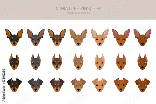 Miniature pinscher clipart. Different poses, coat colors set