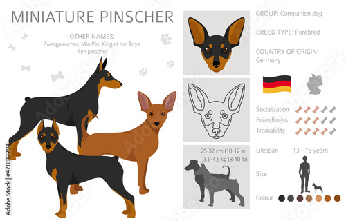 Miniature pinscher clipart. Different poses, coat colors set