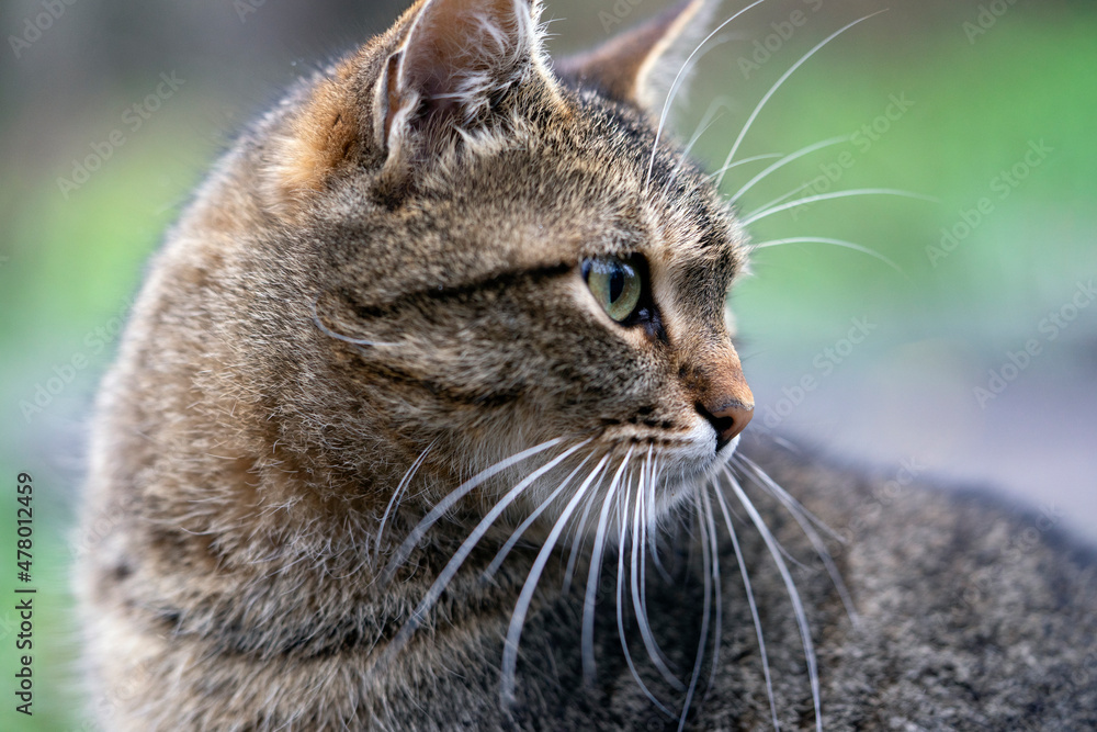 Cat Cat