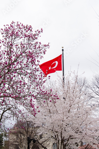 The national flag of Turkey and spring blossoms