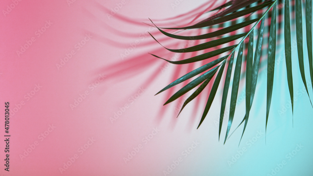 Fototapeta premium Palm leaves on colored background, freeze motion
