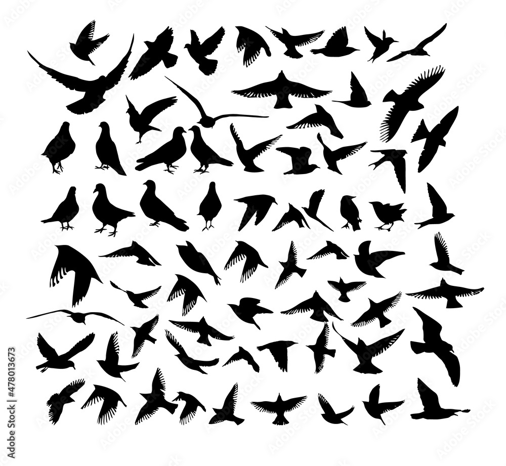 A large set of flying and standing birds. Vector illustration