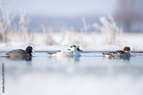 Bielaczki i łyska pływają po stawie zimową porą