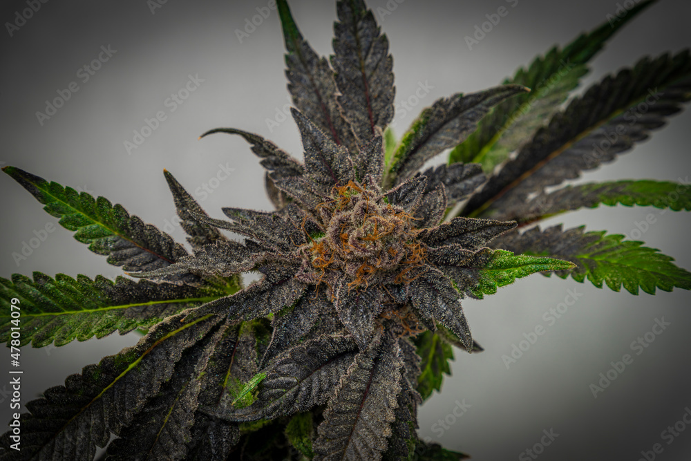 French cookies variety of marijuana flower with white background French cookies variety of marijuana flower with white background