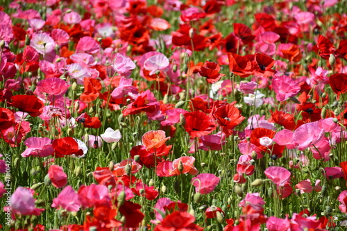 Beautiful Dutch poppy field