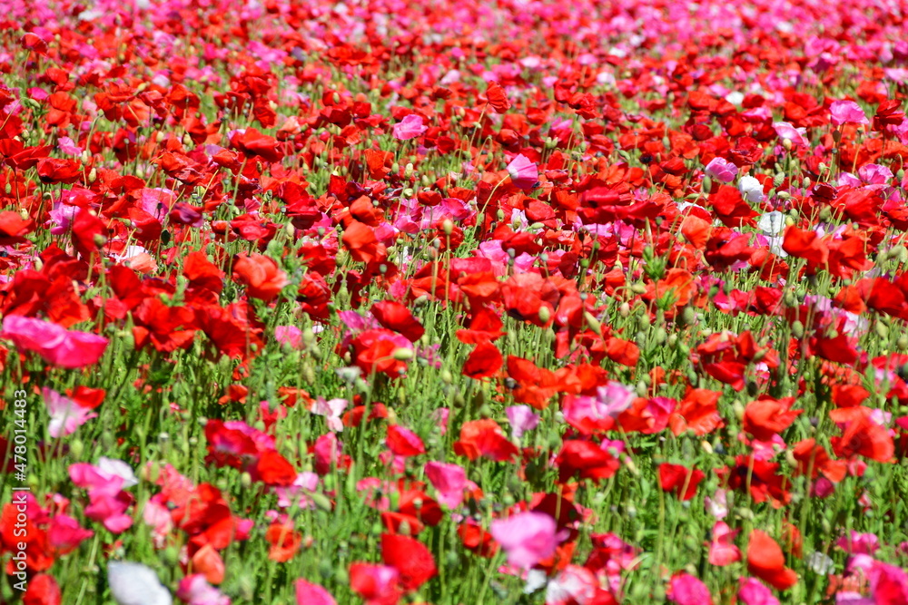 Beautiful Dutch poppy field