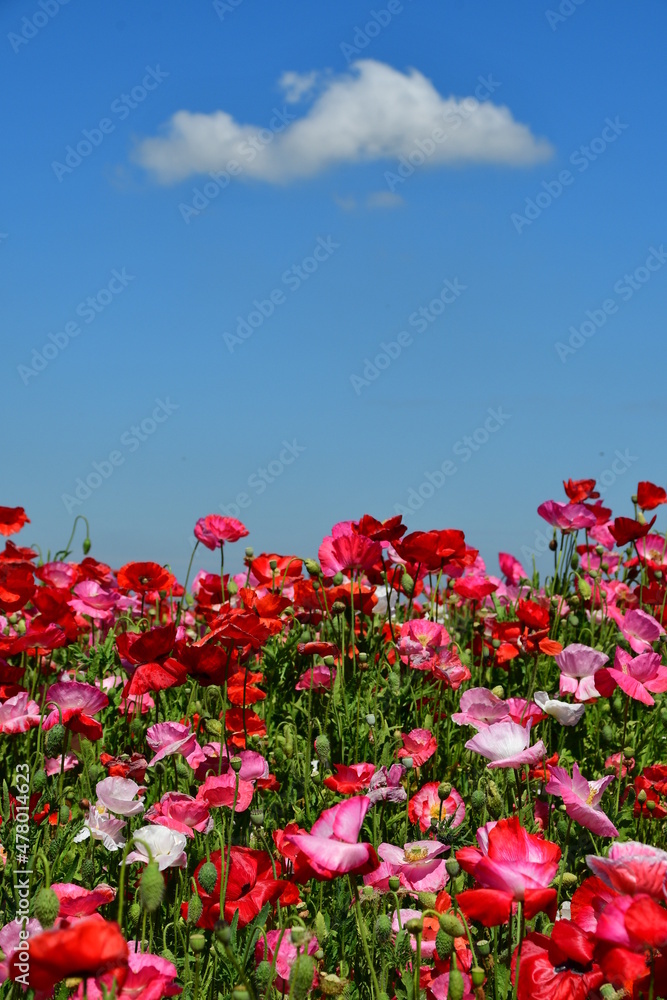 Beautiful Dutch poppy field Beautiful Dutch poppy field