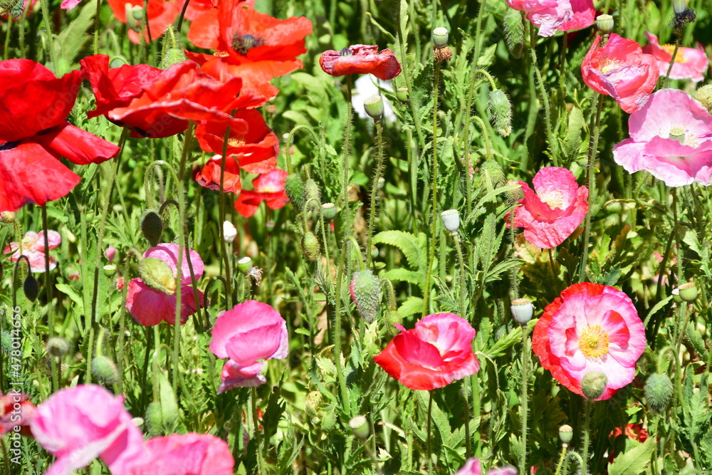 Obraz premium Beautiful Dutch poppy field