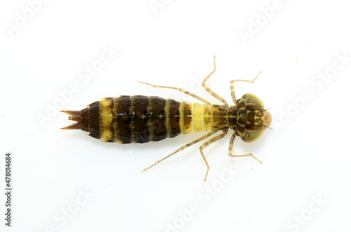 Larva of a darner dragonfly (family Aeshnidae).  This is the aquatic life stage of these dragonflies.  This stage is also known as the nymph.  These are predators, and they eat other small animals.  © Michael