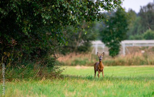 roe deer in the meadow