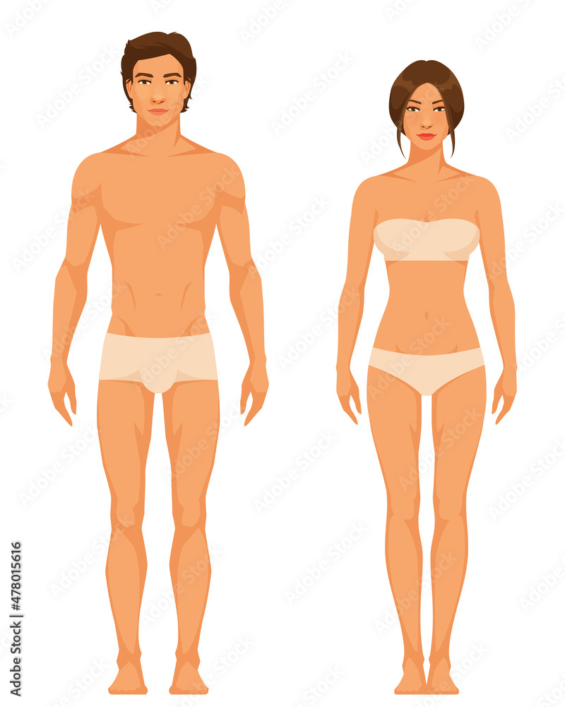 illustration of a slim athletic body type of adult man and woman Stock  Vector | Adobe Stock
